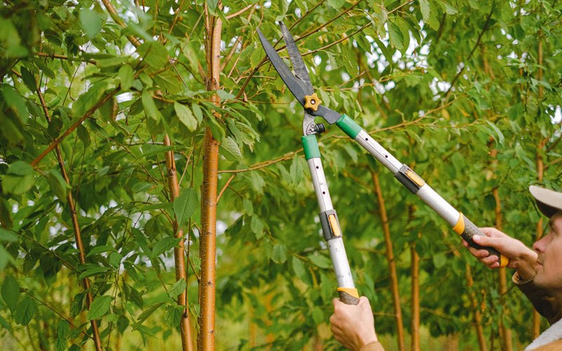 Tree trimming in Milton, WI